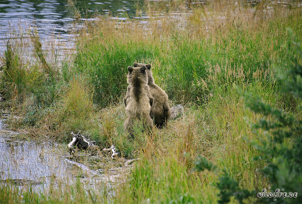 Familia de osos pardos relajándose a orillas del río