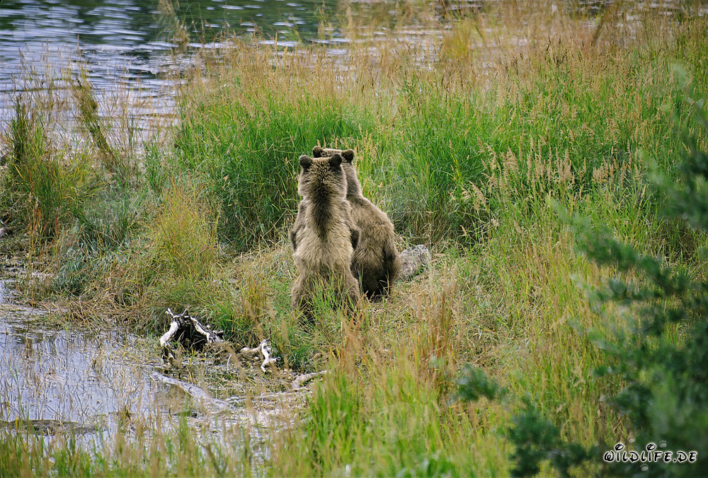 Famille d'ours bruns se détend au bord de la rivière