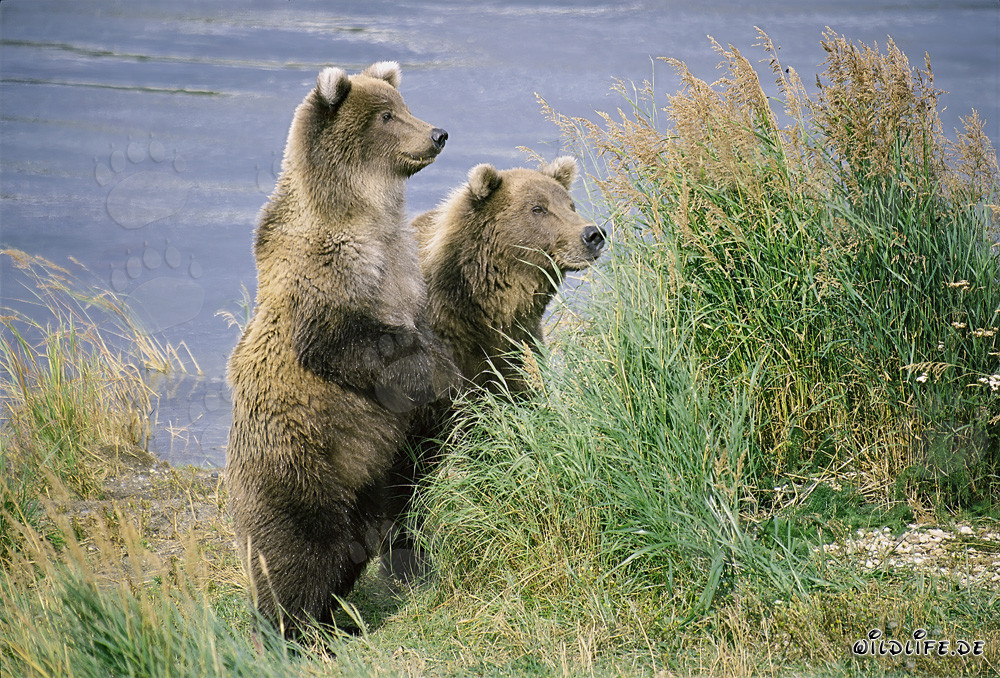 Mutter Braunbär und Junges entdecken spannende Überraschung am Flussufer