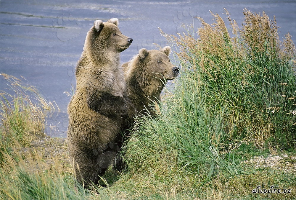 Encounter of two curious brown bears at the riverbank