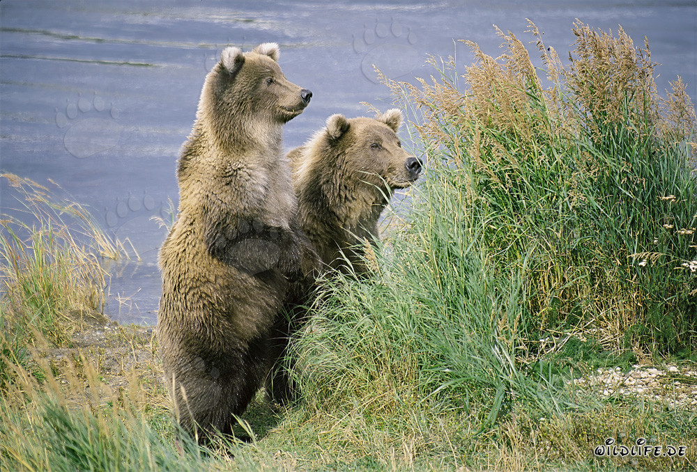 Encuentro de dos osos pardos curiosos en la orilla del río
