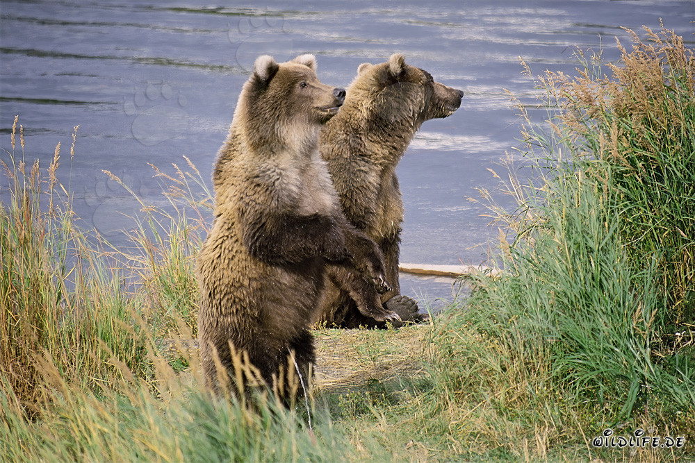 Due maestosi orsi bruni sulla riva di un fiume