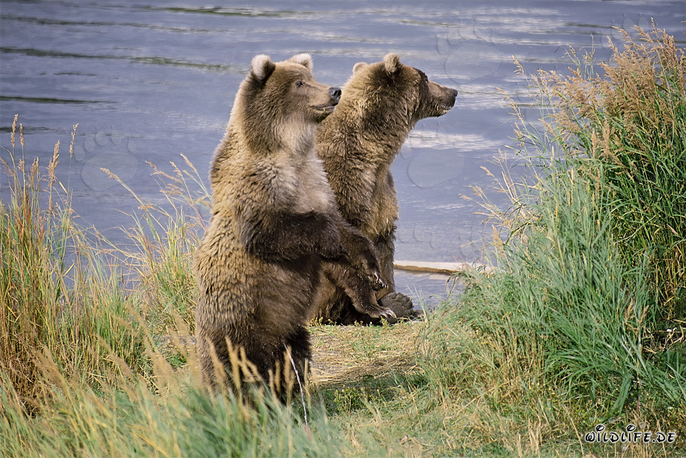Dos majestuosos osos pardos en la orilla de un río