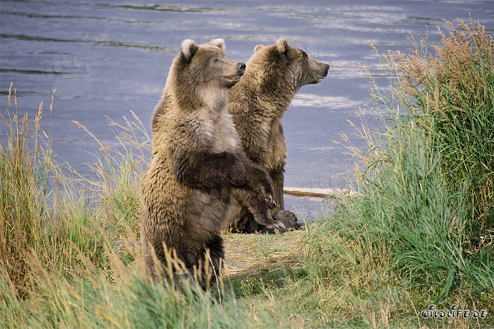Deux majestueux ours bruns sur la rive d'une rivière