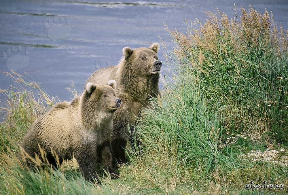 Zwei aufmerksame Braunbären am Brooks River in Alaska