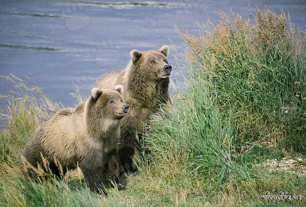 Two attentive brown bears at Brooks River in Alaska
