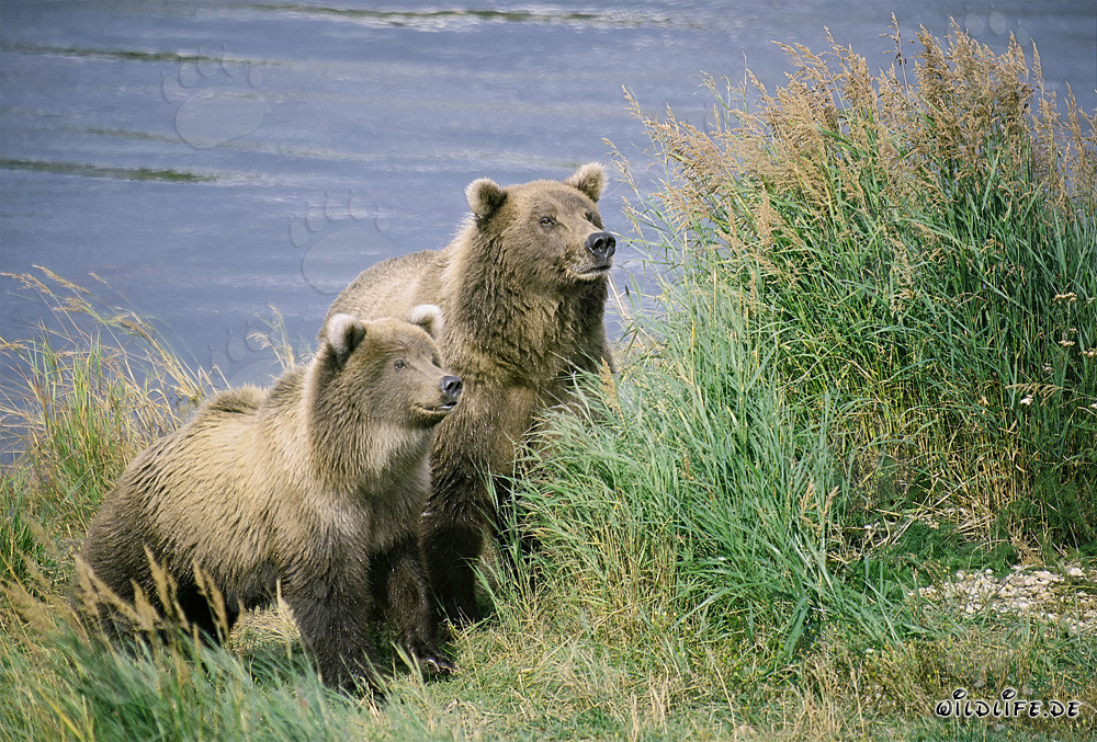Dos osos pardos atentos en el río Brooks en Alaska