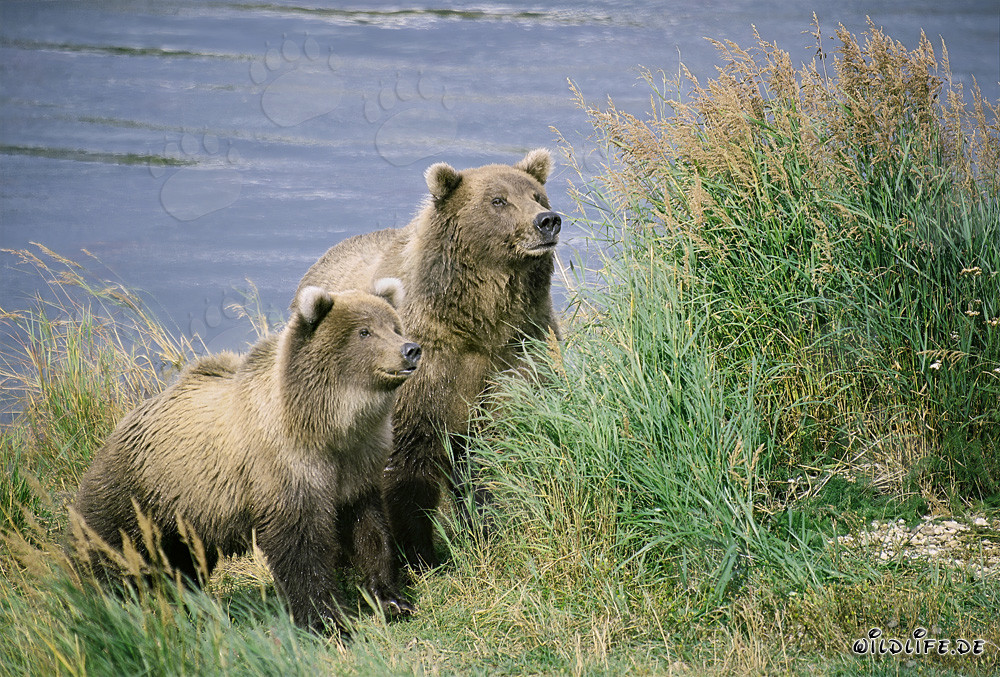 Deux ours bruns attentifs au fleuve Brooks en Alaska