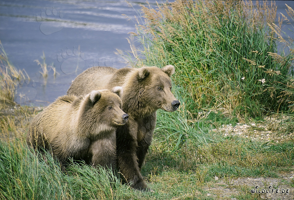 Two highly concentrated brown bears at Brooks River, Katmai, Alaska