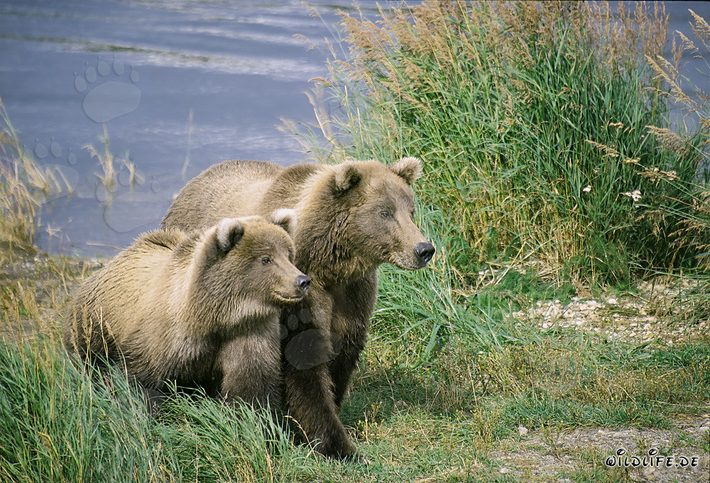 Due orsi bruni altamente concentrati al Brooks River, Katmai, Alaska