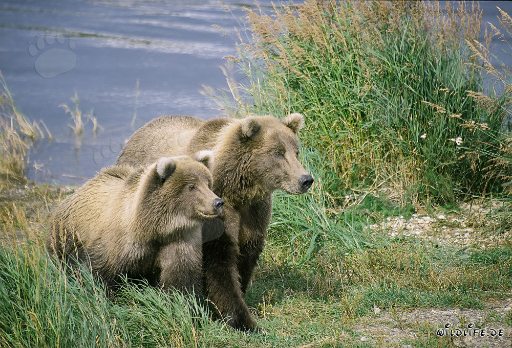 Dos osos pardos altamente concentrados en el río Brooks, Katmai, Alaska