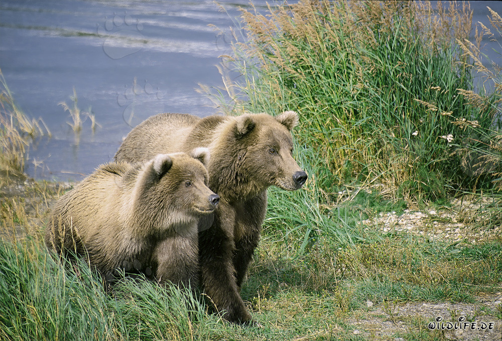 Deux ours bruns fortement concentrés au Brooks River, Katmai, Alaska