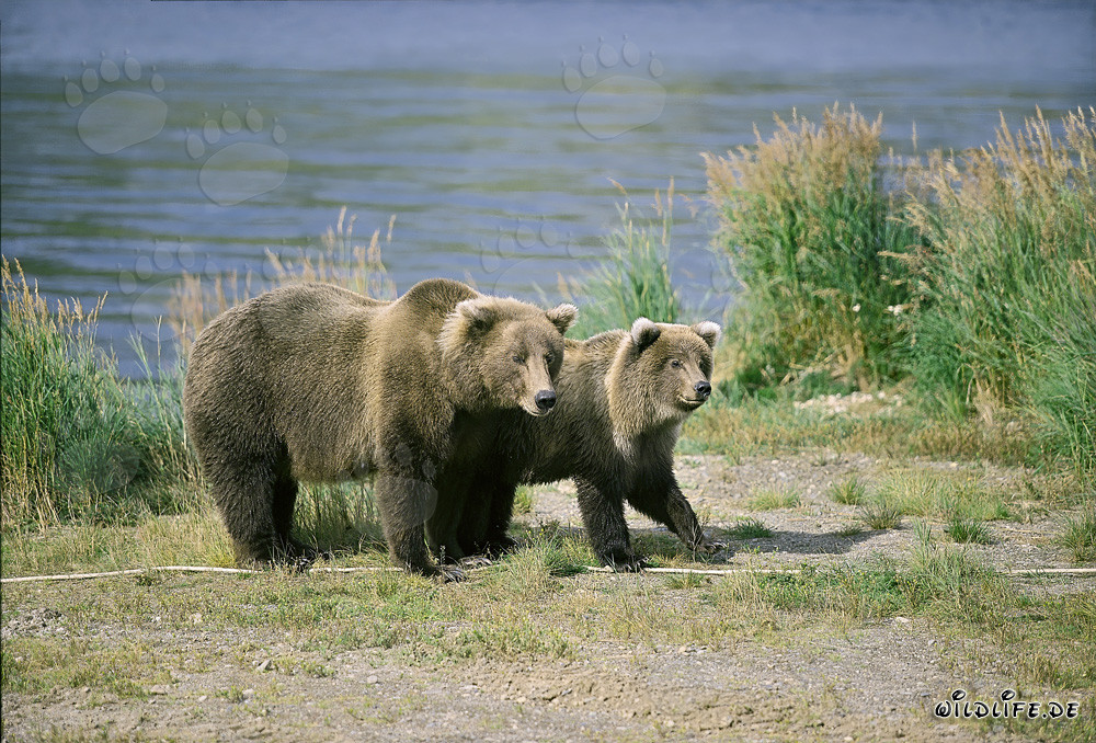 Brown bears attentively observe a conspecific on the river bank