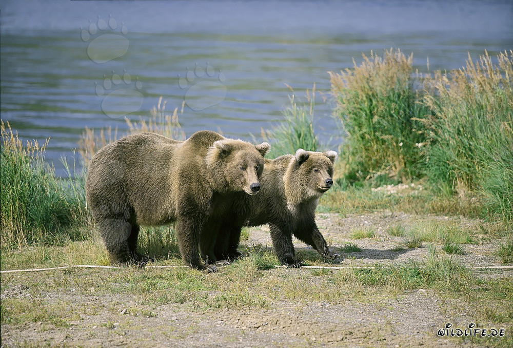 Osservazione attenta degli orsi bruni che osservano un congenere sulla riva del fiume