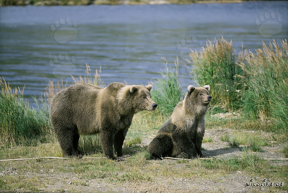 Angespannte Braunbärin mit Jungbär am Brooks River, Katmai, Alaska