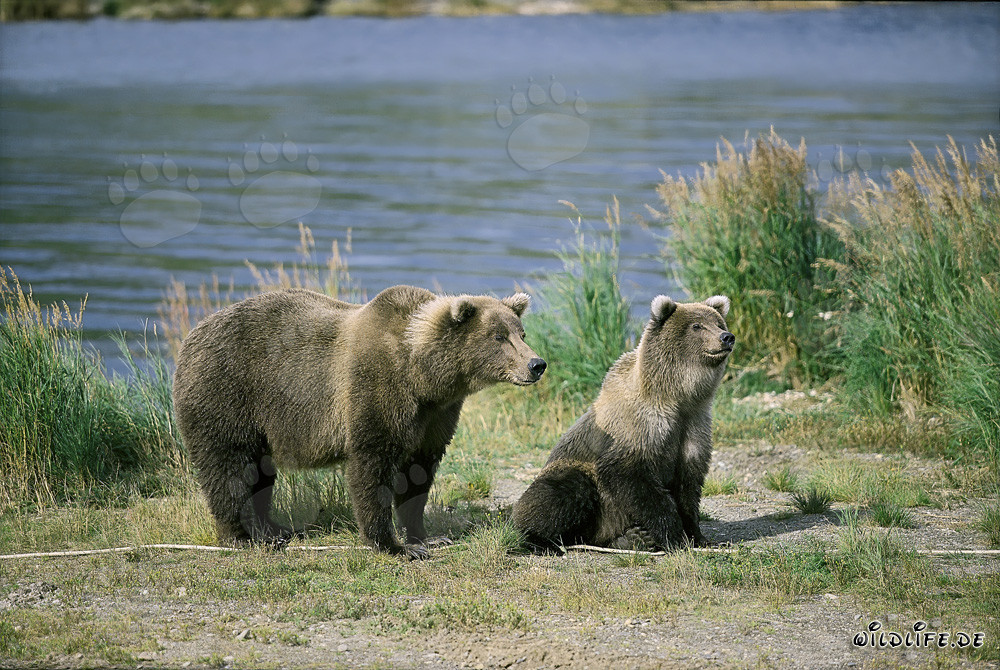 Tense Brown Bear with Bear Cub at Brooks River, Katmai, Alaska