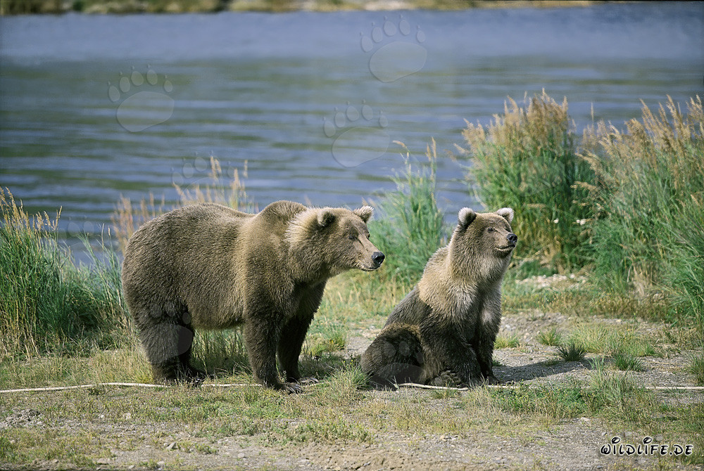 Osa parda tensa con osezno en el río Brooks, Katmai, Alaska