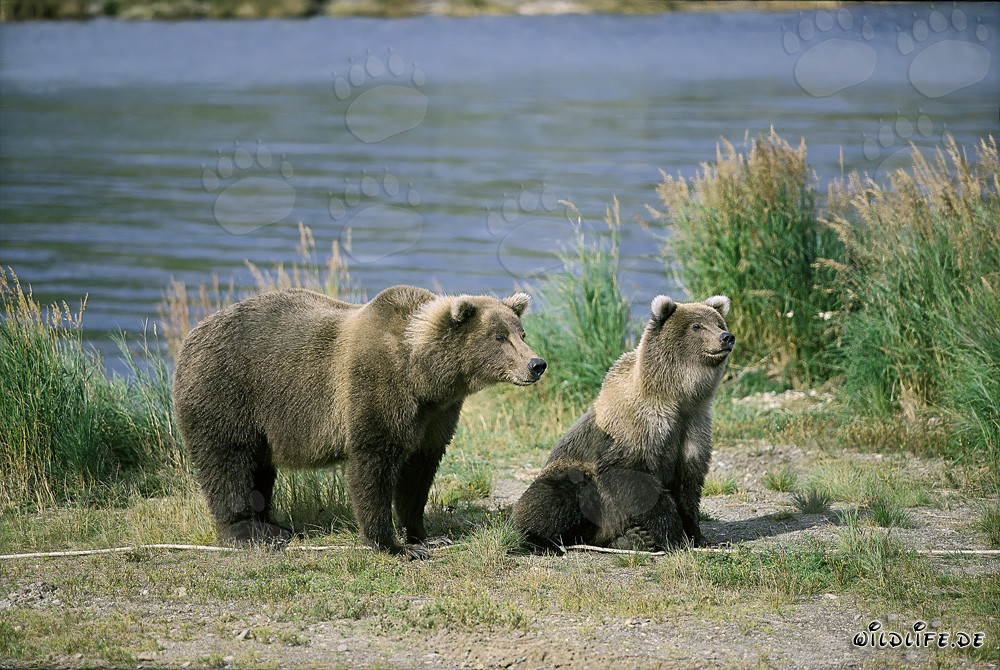 Ourse brune tendue avec ourson au Brooks River, Katmai, Alaska