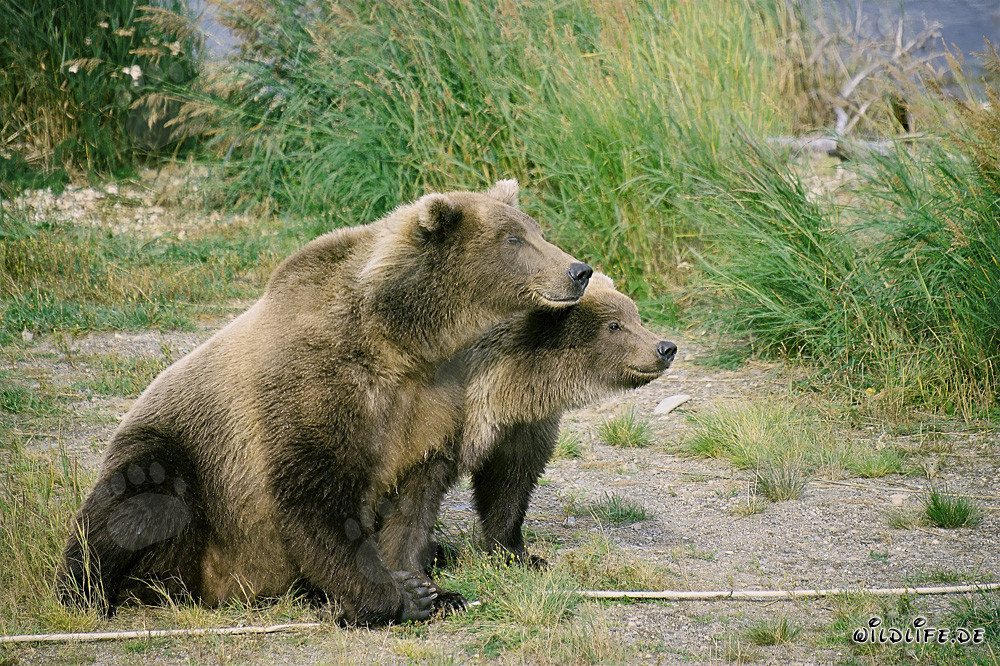 Two curious brown bears observe a threat
