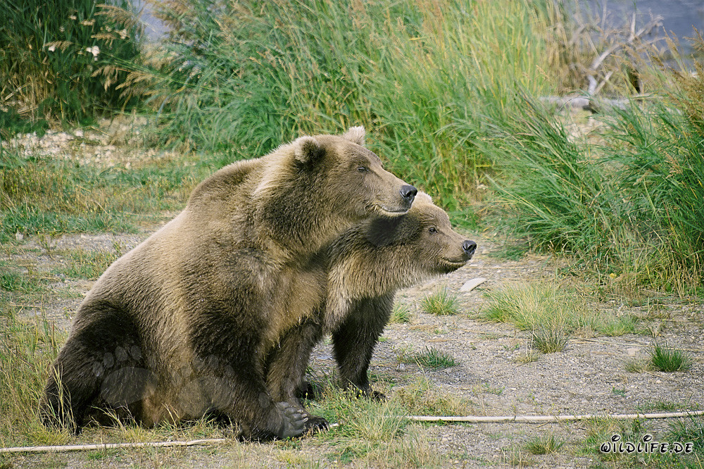 Zwei neugierige Braunbären beobachten eine Bedrohung