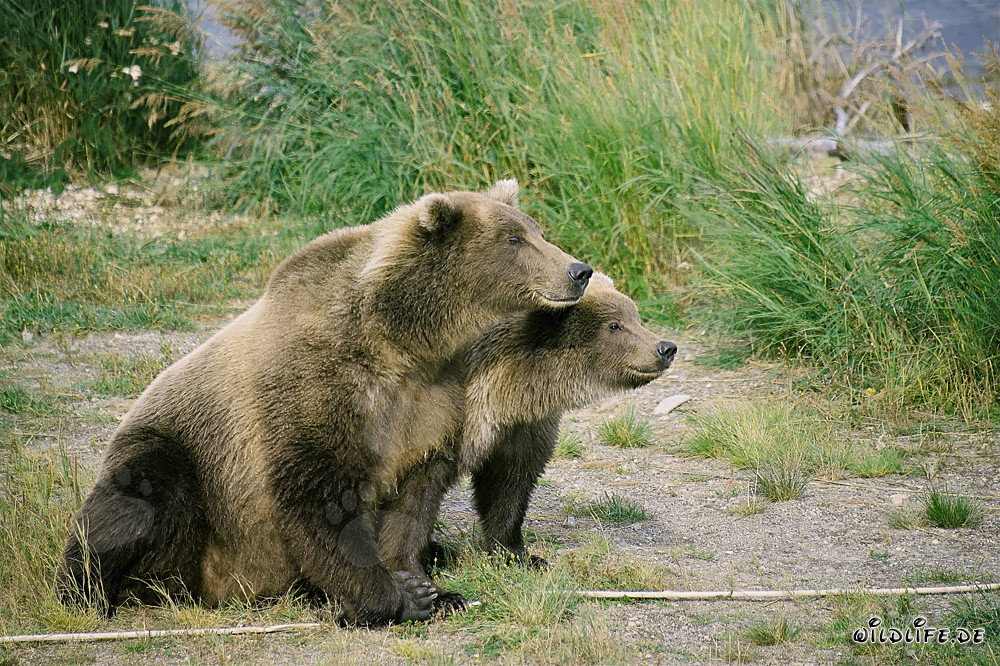 Dos osos pardos curiosos observan una amenaza