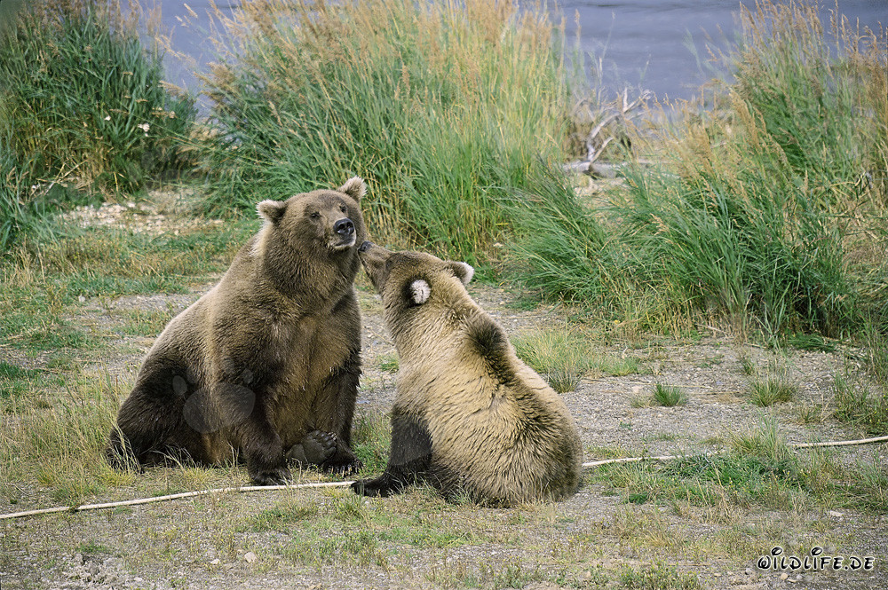 Braunbärin mit Jungbär am Brooks River, Katmai Nationalpark, Alaska