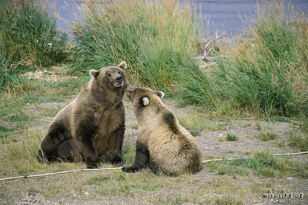 Orsa bruna con cucciolo al Brooks River, Parco Nazionale di Katmai, Alaska
