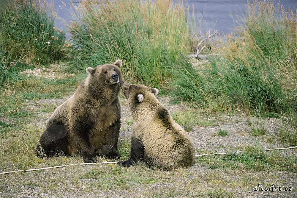 Ourse brune avec ourson au Brooks River, parc national de Katmai, Alaska