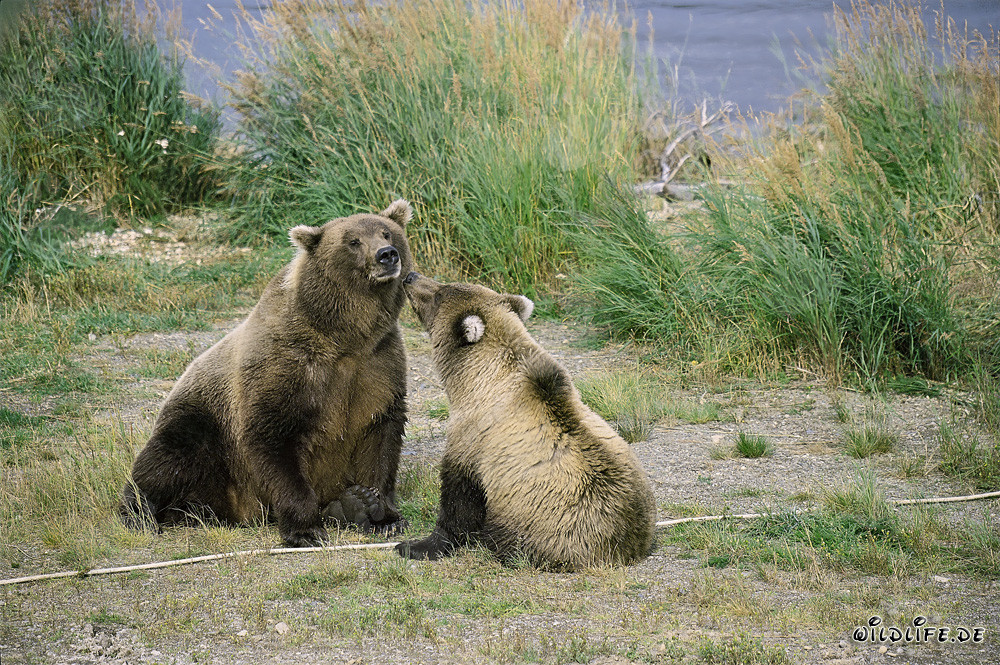 She-bear with young Bear at Brooks River, Katmai National Park, Alaska