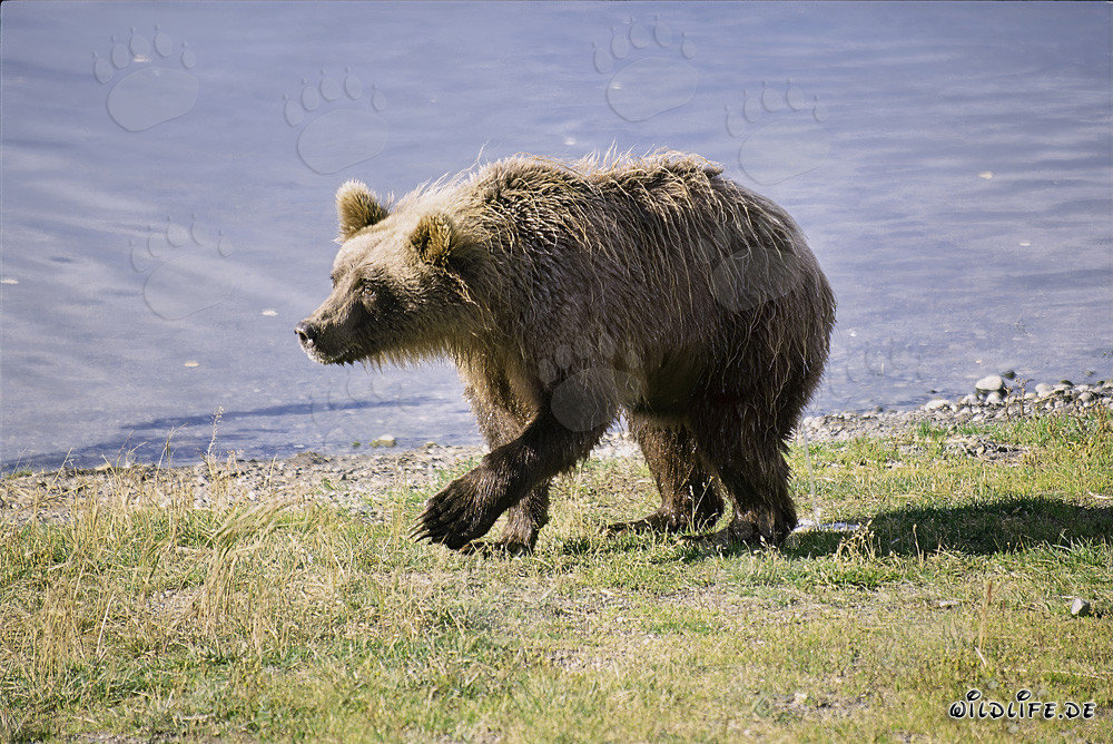 Suspicious Brown Bear at Brooks River, Alaska