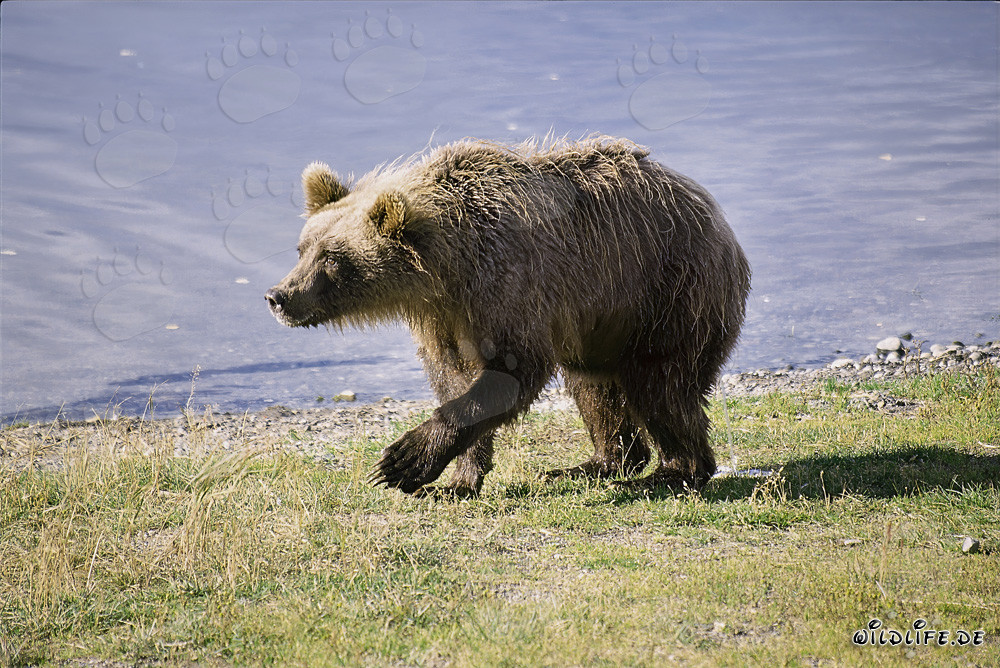 Orso bruno diffidente sul fiume Brooks, Alaska
