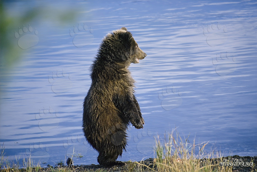 Giovane orso bruno giocoso che esplora la riva del fiume Brooks