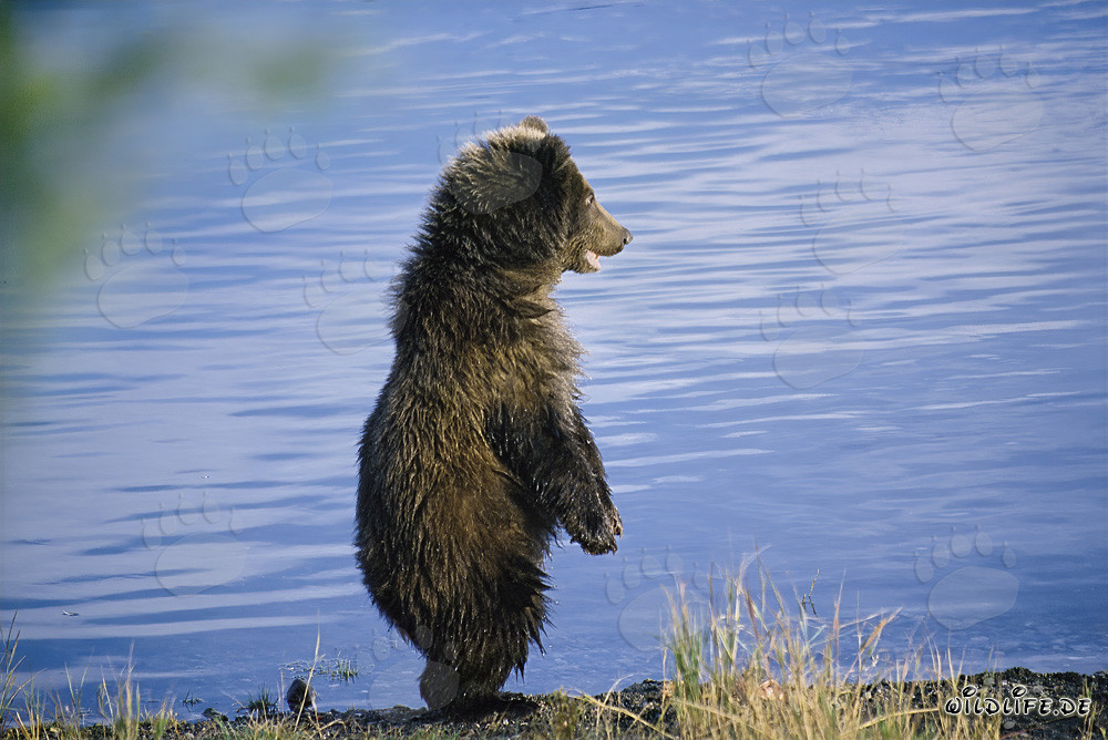 Jeune grizzli joueur explorant la rive de la rivière Brooks