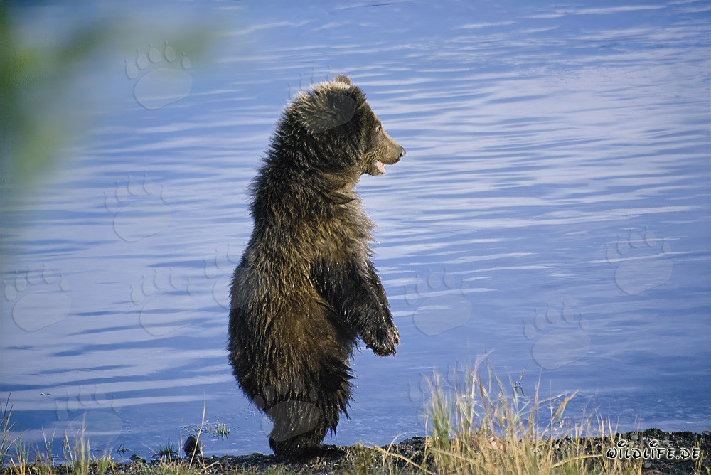 Joven oso pardo juguetón explorando la orilla del río Brooks