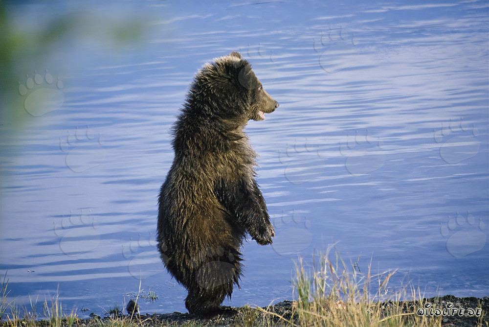 Playful young Brown Bear exploring the banks of Brooks River