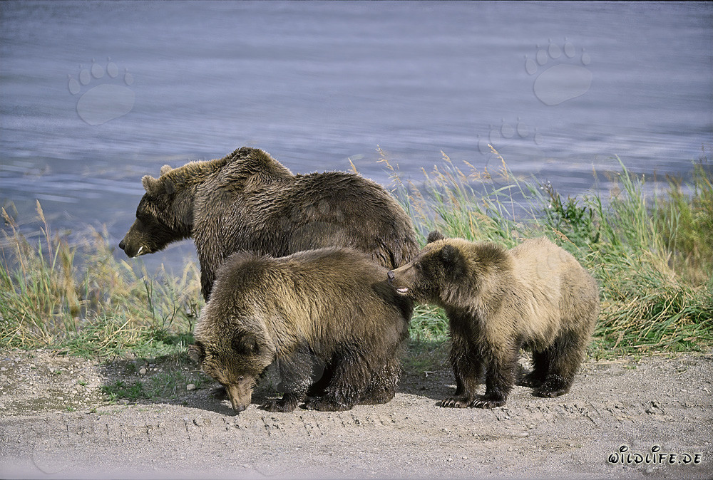Majestic brown bear mother with two adorable cubs in Katmai National Park, Alaska