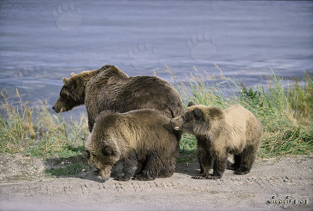 Madre oso pardo majestuosa con dos crías adorables en el Parque Nacional de Katmai, Alaska