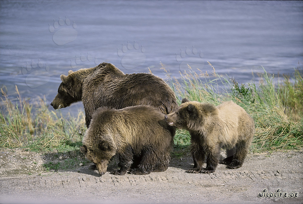 Mère ours brun majestueuse avec deux petits adorables dans le parc national de Katmai, Alaska