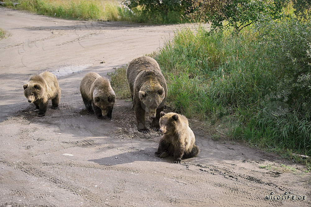 Braunbärin mit drei süßen Jungbären in der Wildnis Alaskas