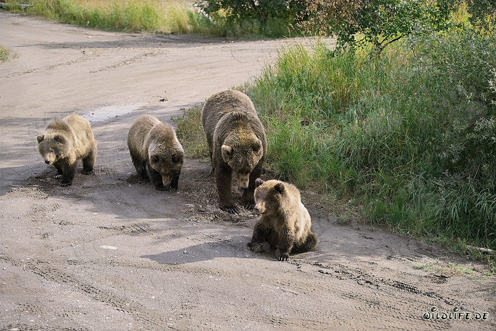 Mother brown bear with three adorable cubs in the Alaskan wilderness