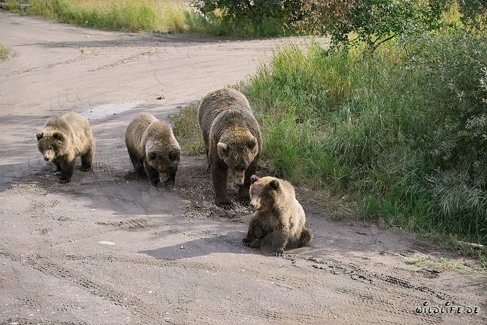 Orsa bruna con tre adorabili cuccioli nella natura selvaggia dell'Alaska