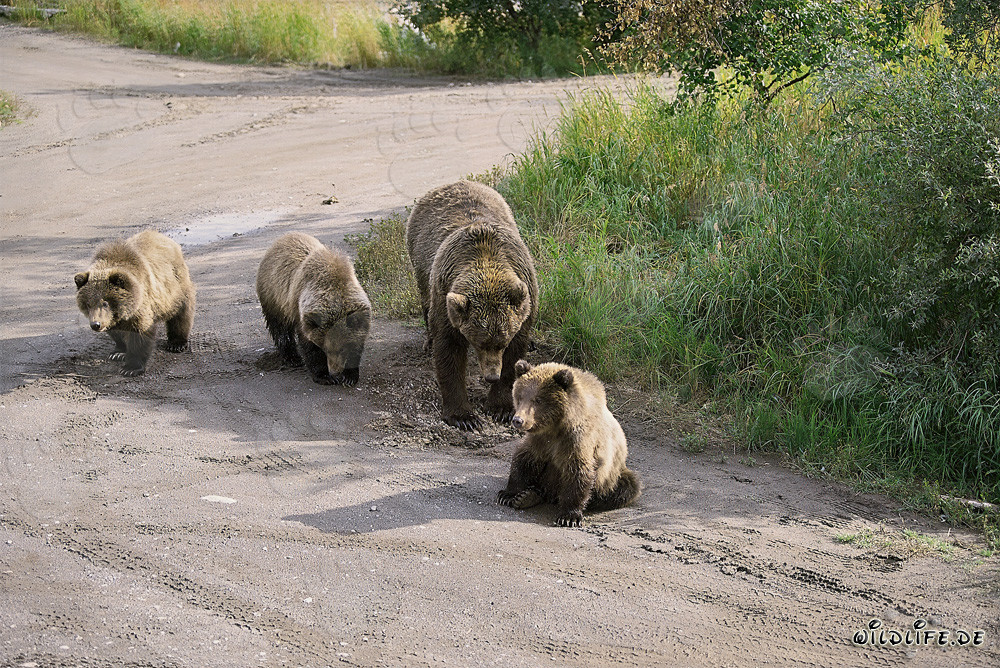 Ourse brune avec trois adorables oursons dans la nature sauvage de l'Alaska