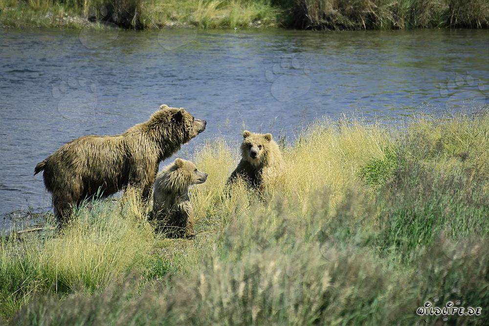 Danger for Bear Family in Alaska/Katmai National Park