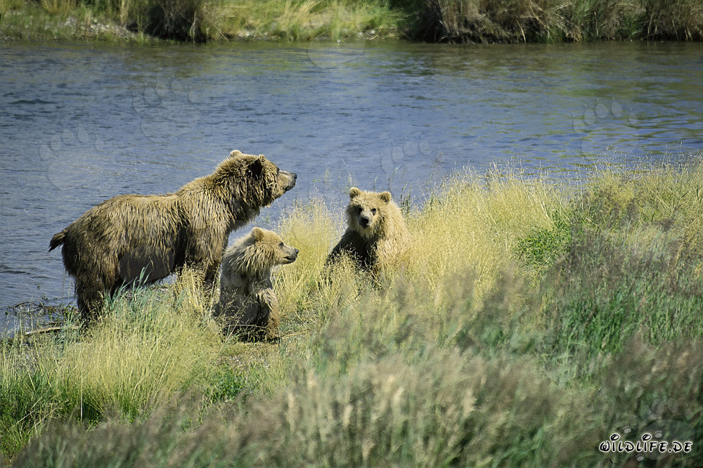 Danger pour la famille d'ours en Alaska/Parc national de Katmai
