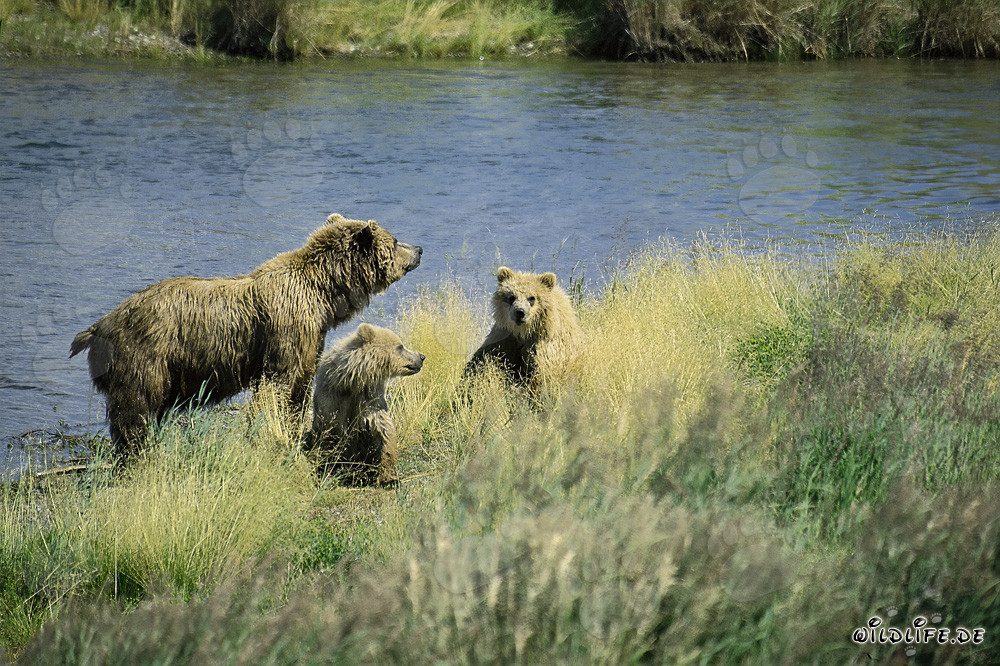 Pericolo per la famiglia di orsi in Alaska/Parco Nazionale di Katmai