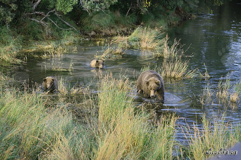 Braunbärenfamilie beim Lachsfang im flachen Wasser