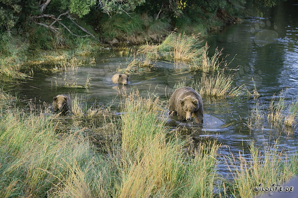 Brown bear family fishing for salmon in shallow water