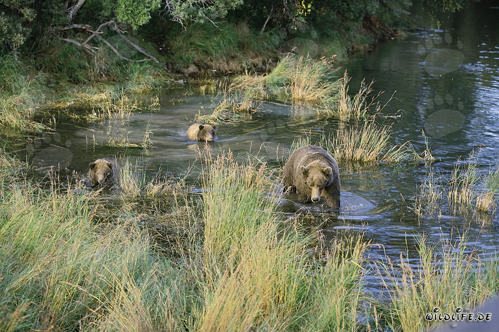 Famiglia di orsi bruni che pescano salmoni in acque basse