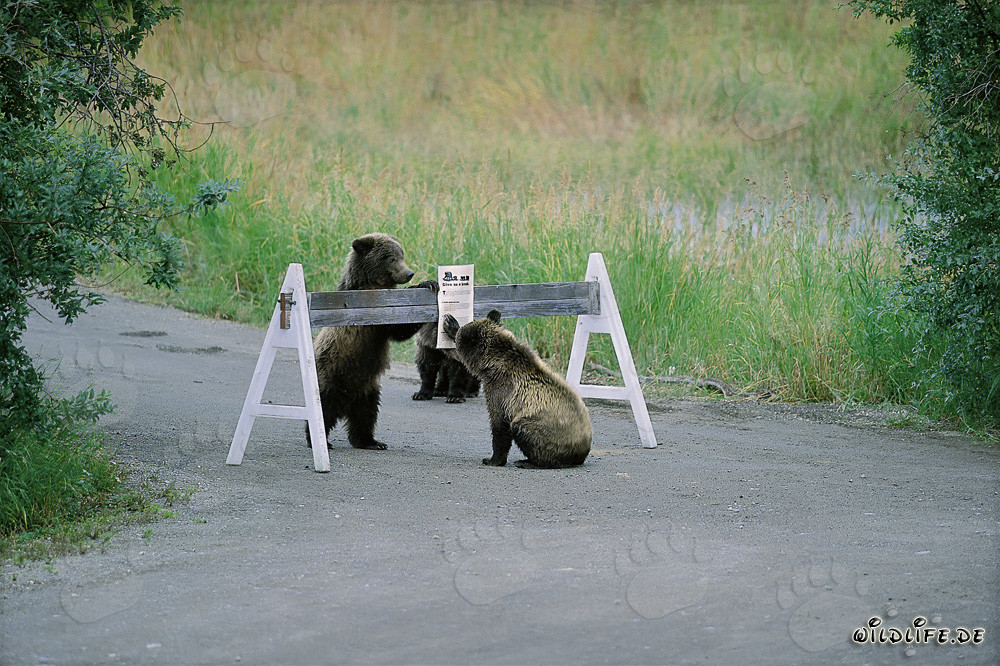 Tres adorables cachorros de oso pardo frente a un letrero de advertencia