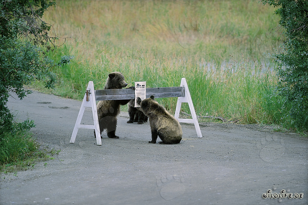 Tre adorabili cuccioli di orso bruno di fronte a un cartello segnaletico